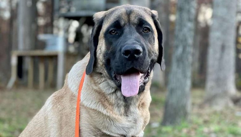 A 6-month-old American Mastiff dog