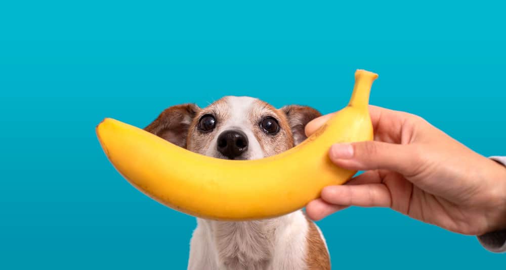A ripe banana in front of a dog