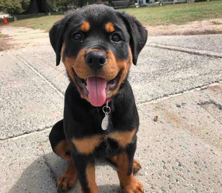 Rottweiler Price How Much Will You Pay for a Rottie Puppy? K9 Web