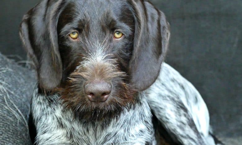A close-up image of an adult German Wirehaired Pointer