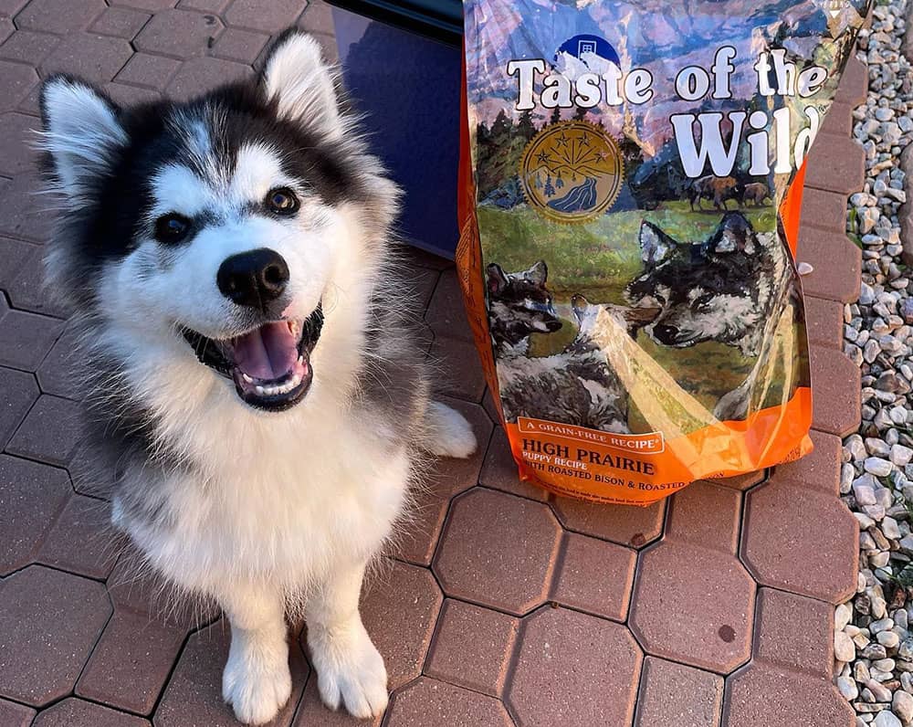 An Alaskan Malamute with a pack of taste of the wild dog food
