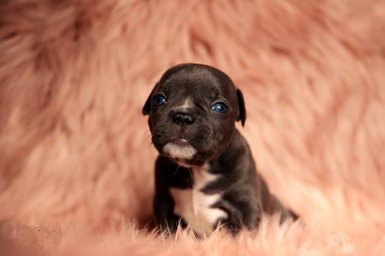 An American Bully puppy