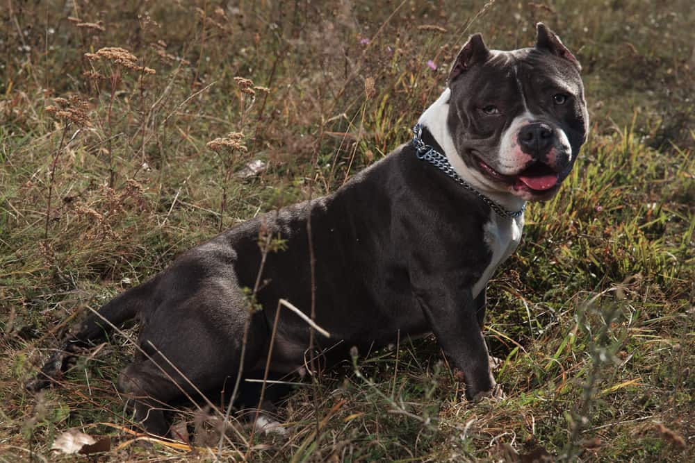 American Bully Growth and Weight Chart (Male & Female)