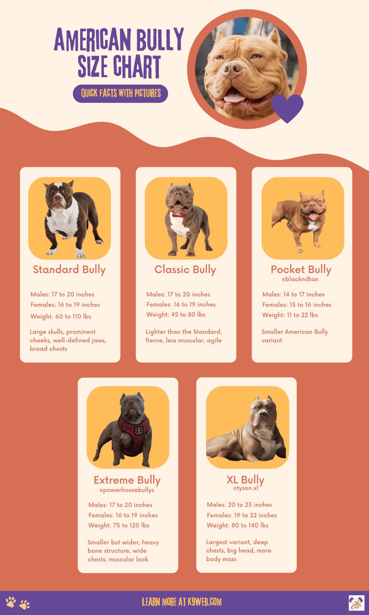 American Bully Size Chart Infographic