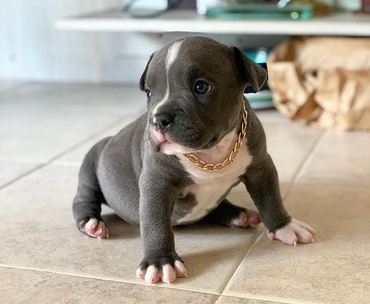 An American Bully puppy standing