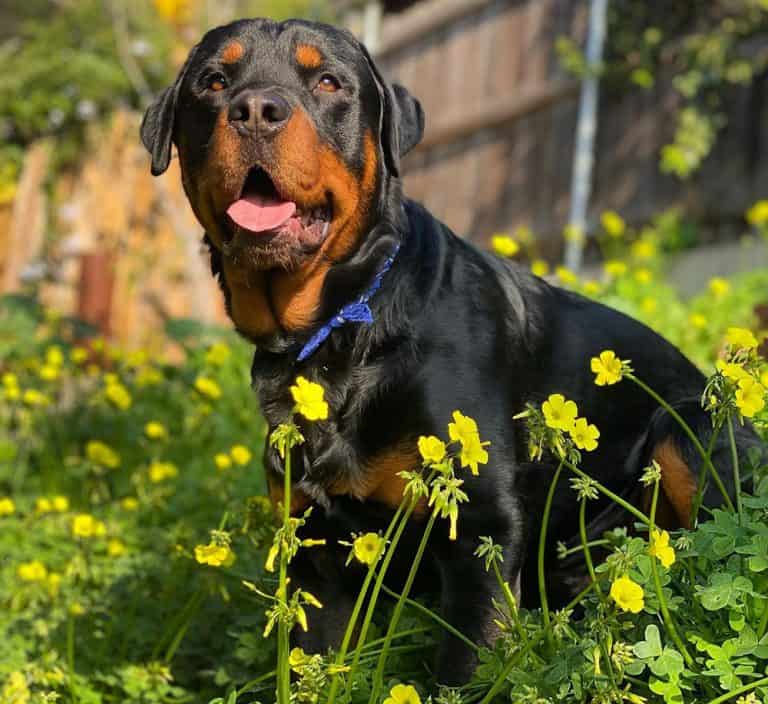 Types of Rottweilers 3 Different Types of Rottie Dogs K9 