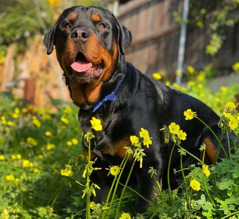 American Rottweiler chilling on the garden
