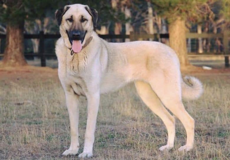 Anatolian Mastiff dog standing at the park