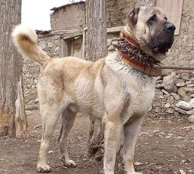 Badass looks of Aksaray Malaklisi dog