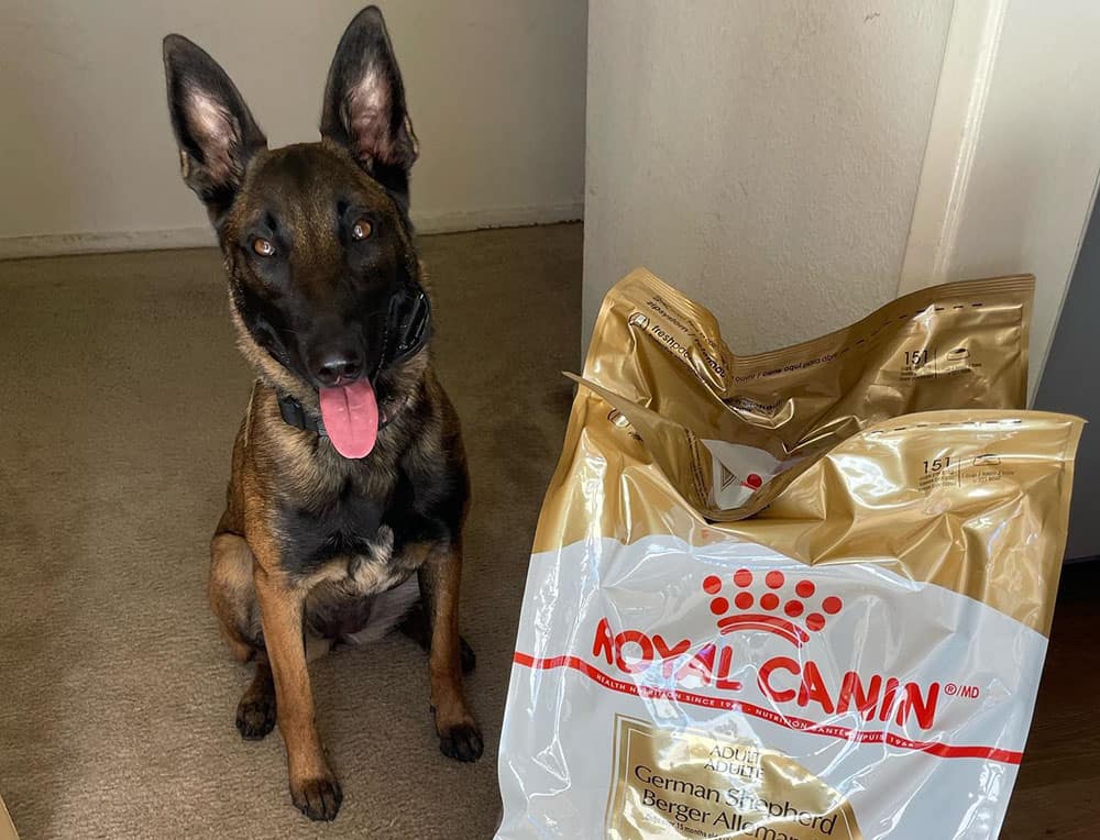A Belgian Malinois with the packs of royal canin dog food