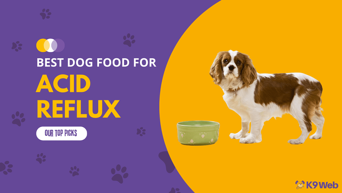 Best Dog Food for Acid Reflux Review