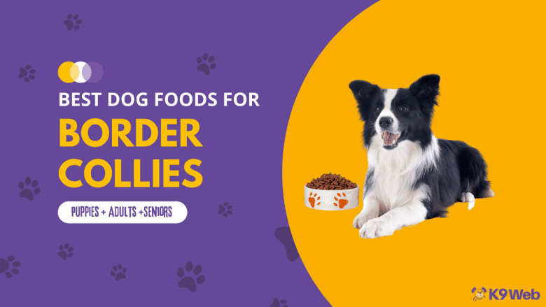 Best Dog Food for Border Collie Review