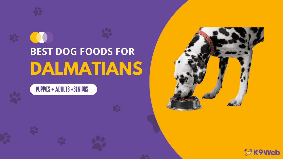 Best Dog Food for Dalmatian Review