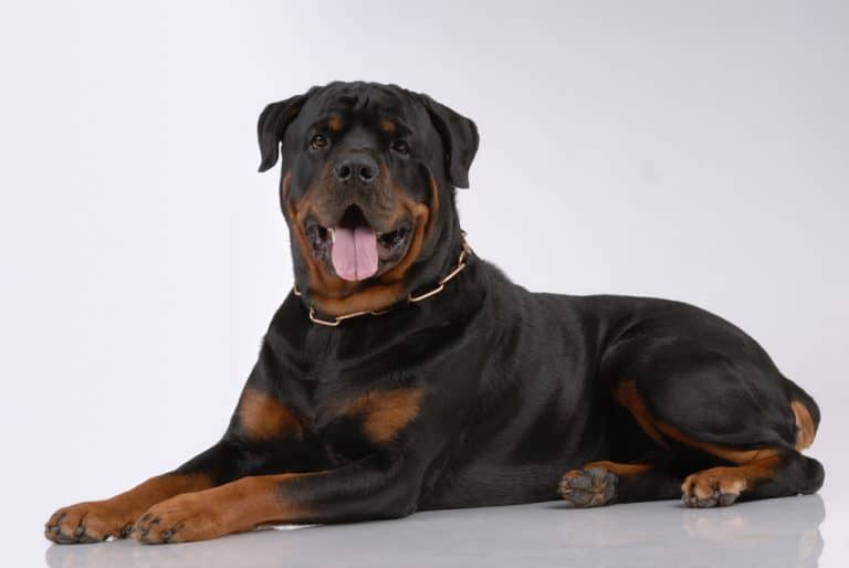 Rottweiler Colors: The Standard & Rare Rottie Coat Colors - K9 Web