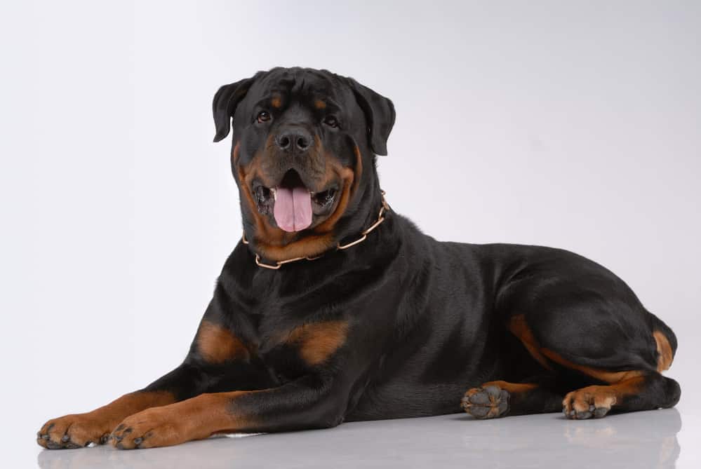 Rottweiler Colors The Standard & Rare Rottie Coat Colors K9 