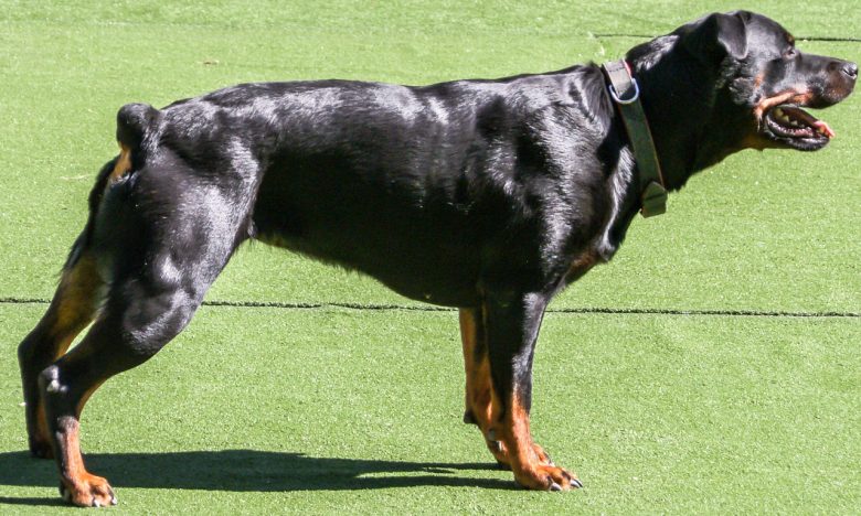 A black-and-tan Rottweiler with a docked tail