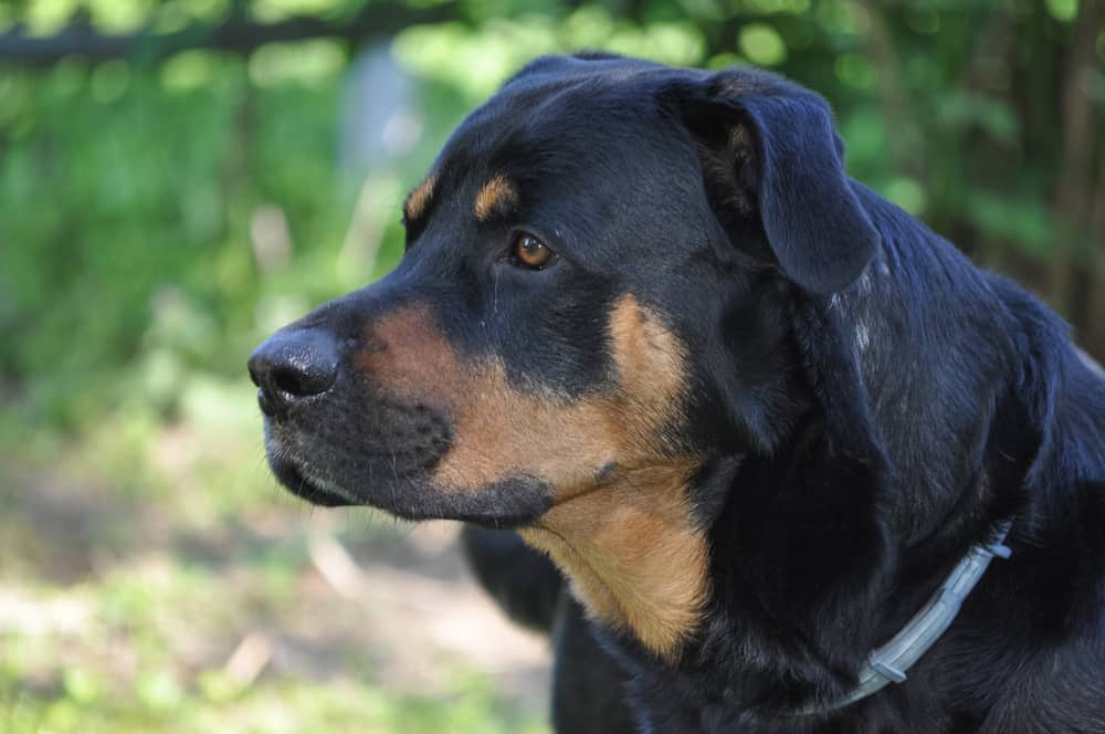 Rottweiler Colors The Standard & Rare Rottie Coat Colors K9 