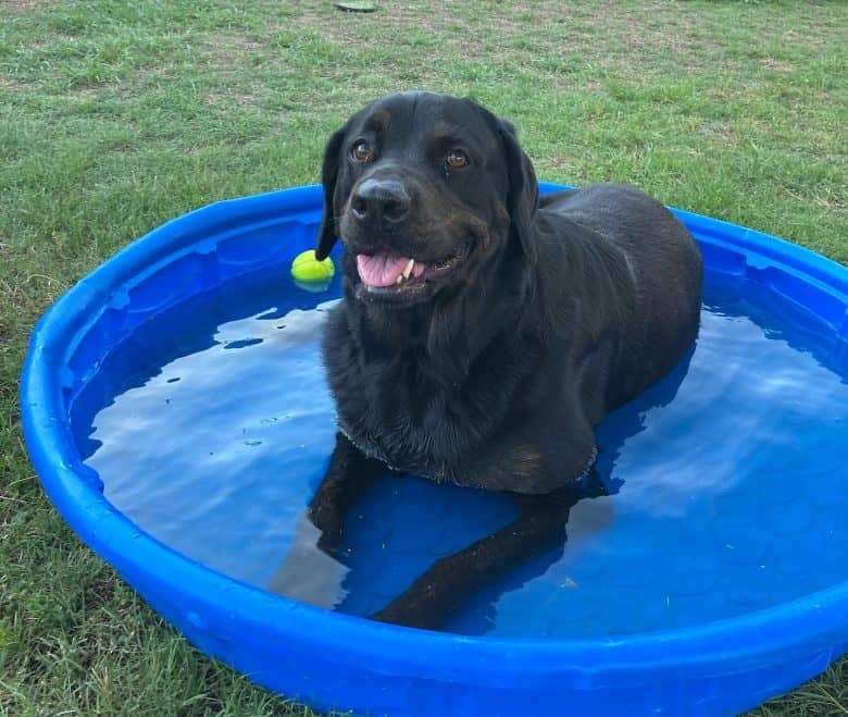 A Black Rottweiler in a swimming pool