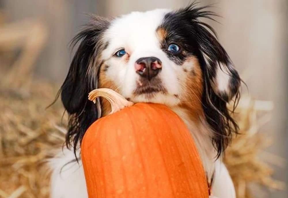 Blue eyed dog with the pumpkin