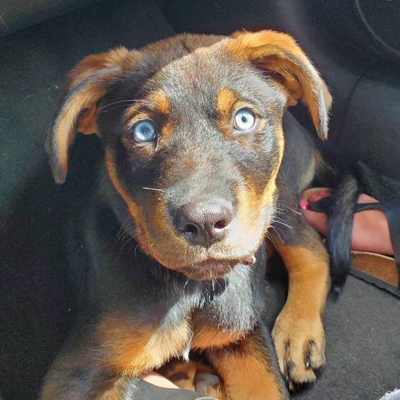 A blue-eyed Rottweiler puppy