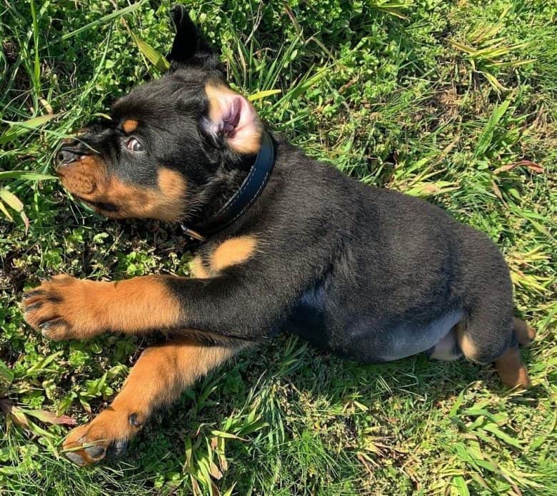 A Bobtail Rottweiler puppy
