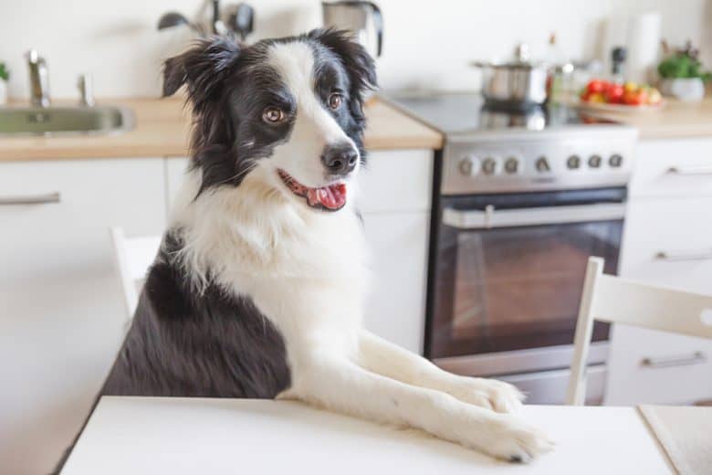 A Border Collie at a dining table