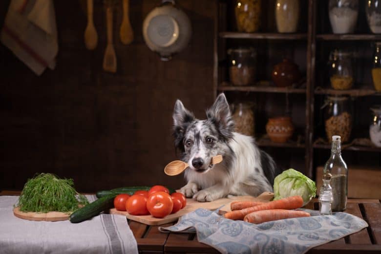 A Border Collie in a kitchen