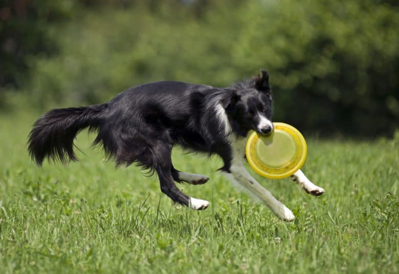 A Border Collie playing frisbee