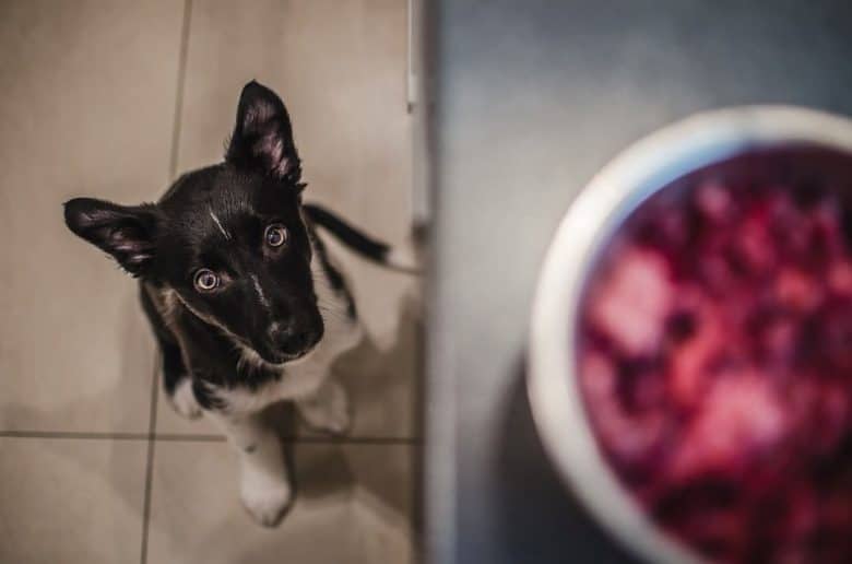 A Border Collie puppy looking at a food bowl