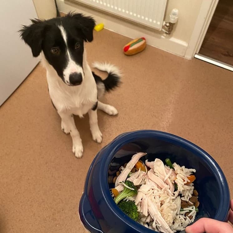 A Border Collie looking at a food bowl