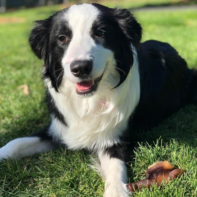 A Border Collie with a treat