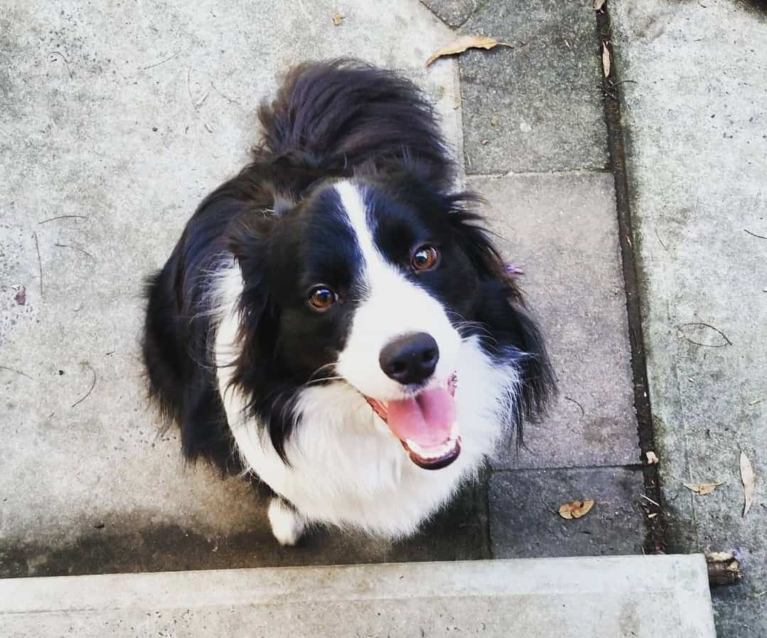 What is the Best Dog Food for Feeding Border Collies? K9 Web