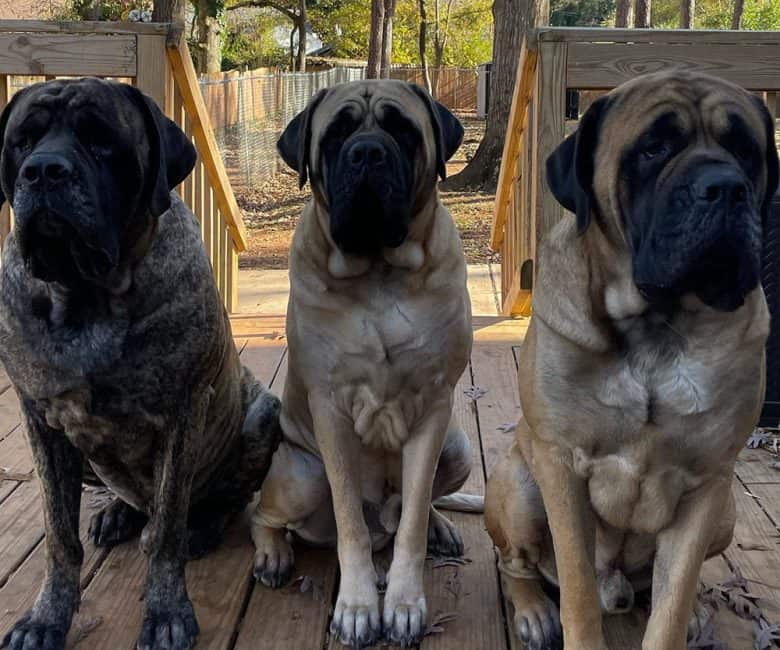 Brindle Apricot and Fawn English Mastiffs