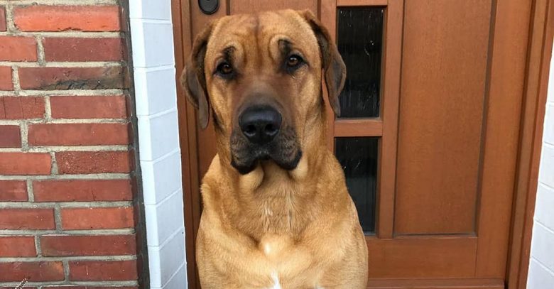 A Broholmer dog sitting on the porch