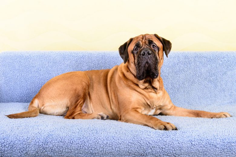 Bullmastiff dog laying on the couch