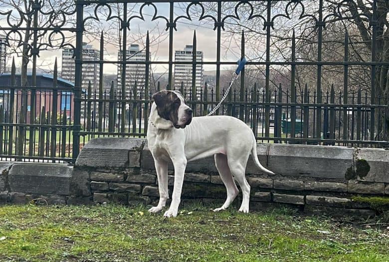 Bully Kutta dog with leash tied on the fence