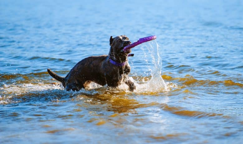 A Cane Corso catches the toy in the water