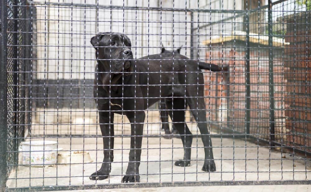 A Cane Corso dog in a cage