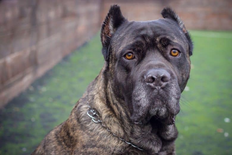 Portrait of Cane Corso dog