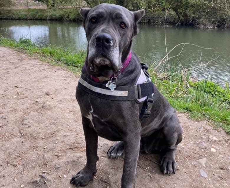 A Cane Corso dog on a weekend walk