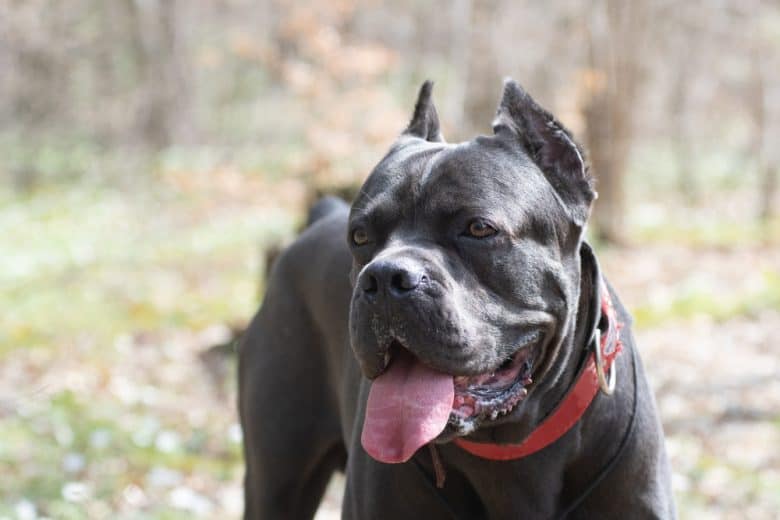 Cane Corso in red collar walking outdoor