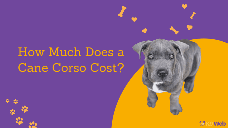 Cane Corso Price Guide