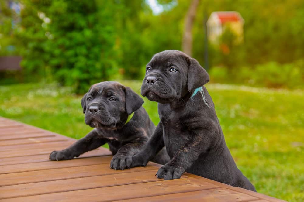 Two adorable Cane Corso puppies