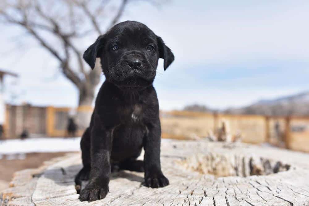 Lovable Cane Corso puppy for sale