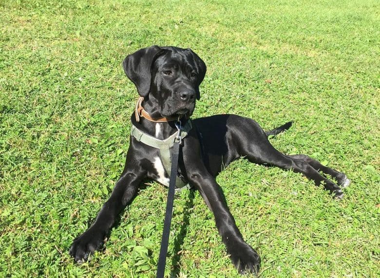 A Cane Corso resting on greeny park