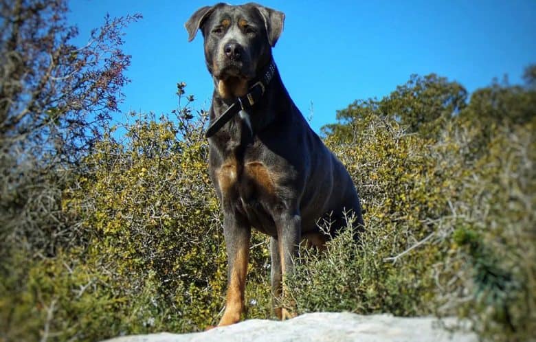 Cane Corso Rottweiler Labrador mix dog