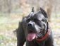 Cane Corso Price: How Much Should You Pay for an Italian Mastiff?