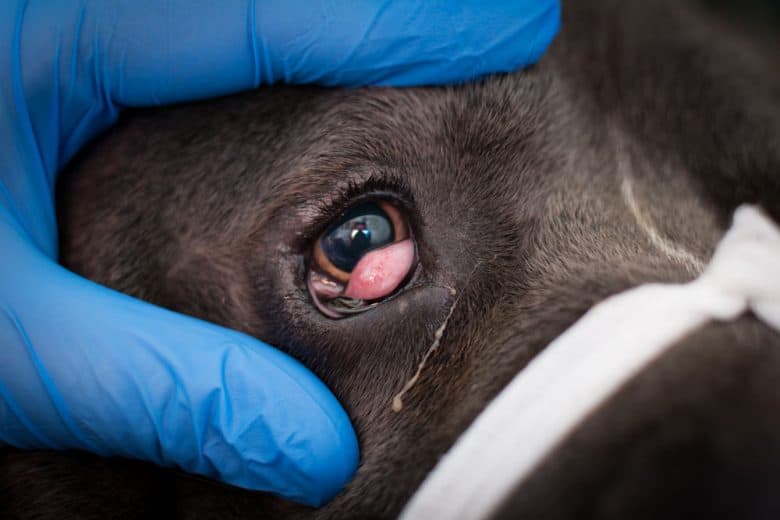 A Cane Corso dog with cherry eye