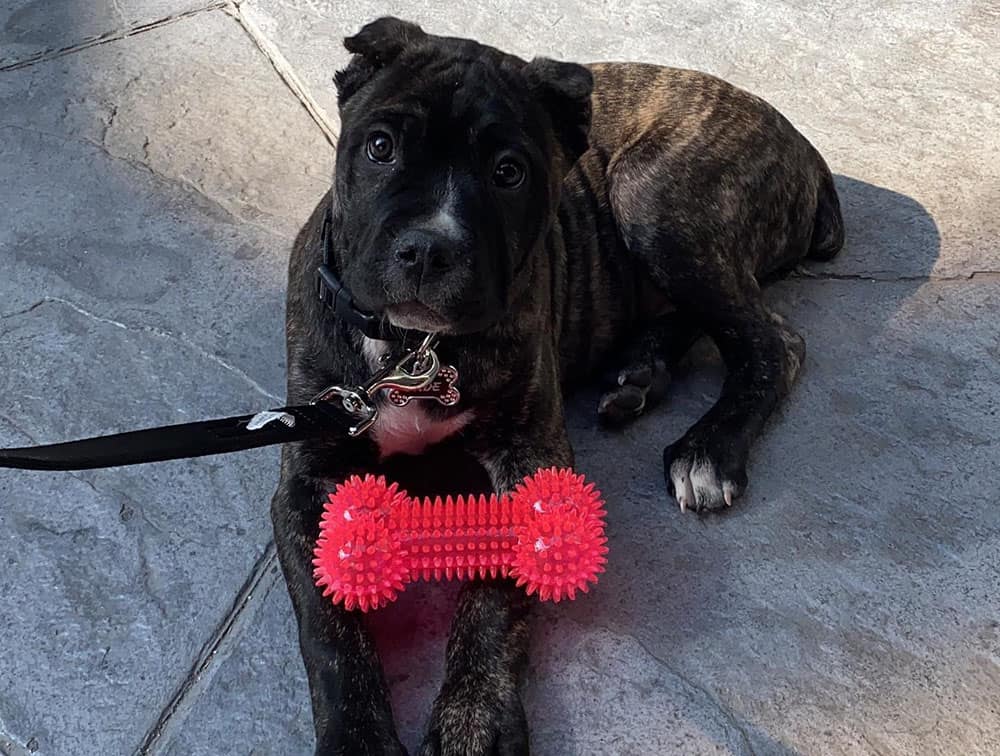 A Cane Corso with her pink bone toy
