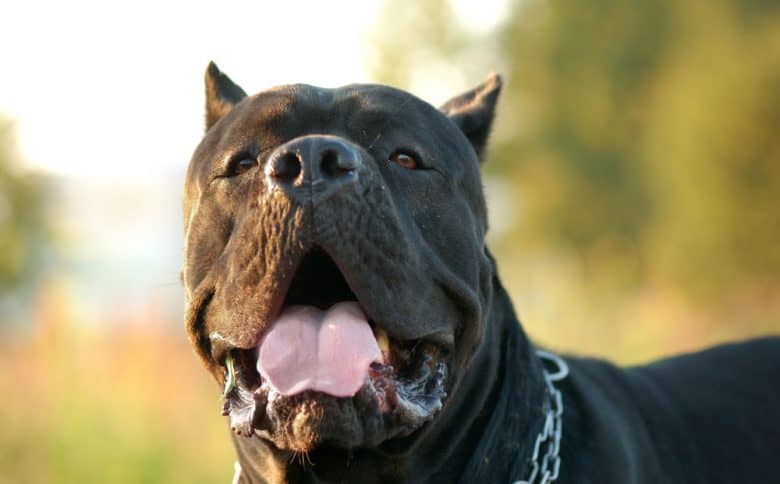 Close-up of panting Cane Corso dog